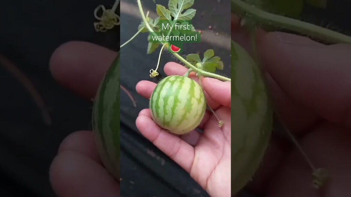My First Watermelon! 🍉 | Small Space Gardening | Container Garden