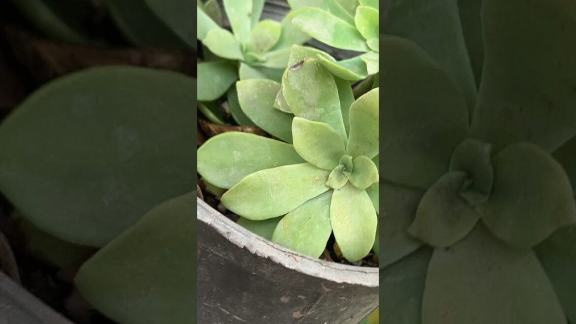 succulent plant easy propagation trick after 1 week