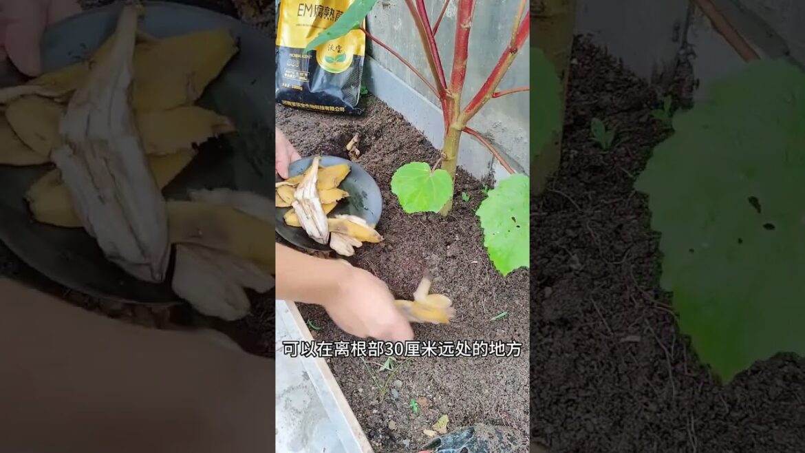 Growing garden vlog by meimei #short #vegetable Growing garden vlog by meimei #short #vegetable