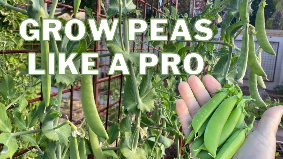 Grow PEAS like a PRO: The Ultimate Guide Grow PEAS like a PRO: The Ultimate Guide