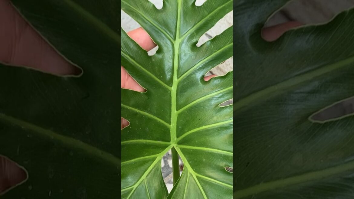 unexpected result of split leaf philodendron grow last short unexpected result of split leaf philodendron grow last short