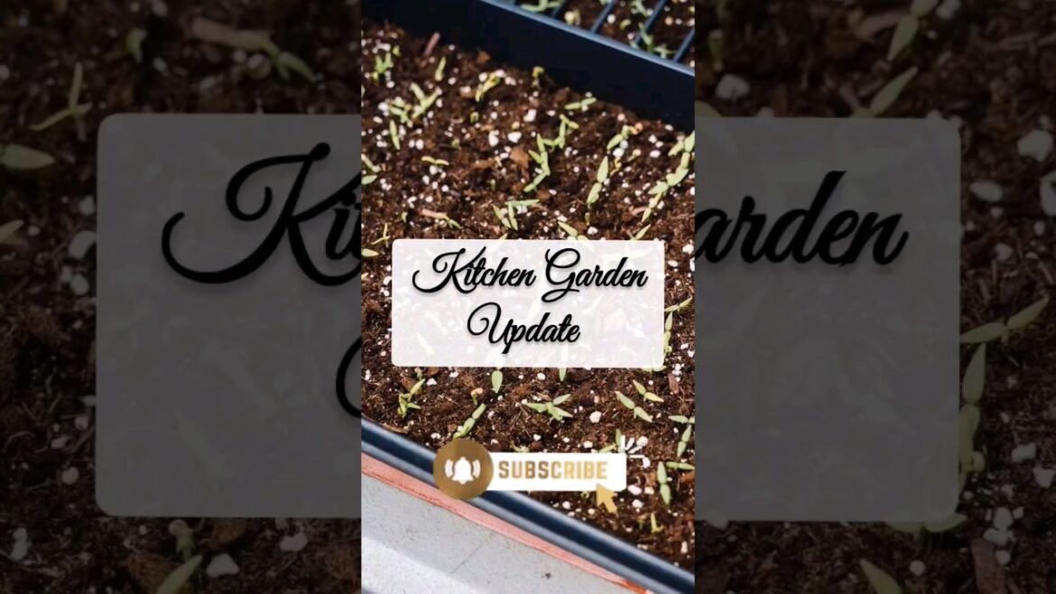 Kitchen Garden Update Looking Good! #containergardening