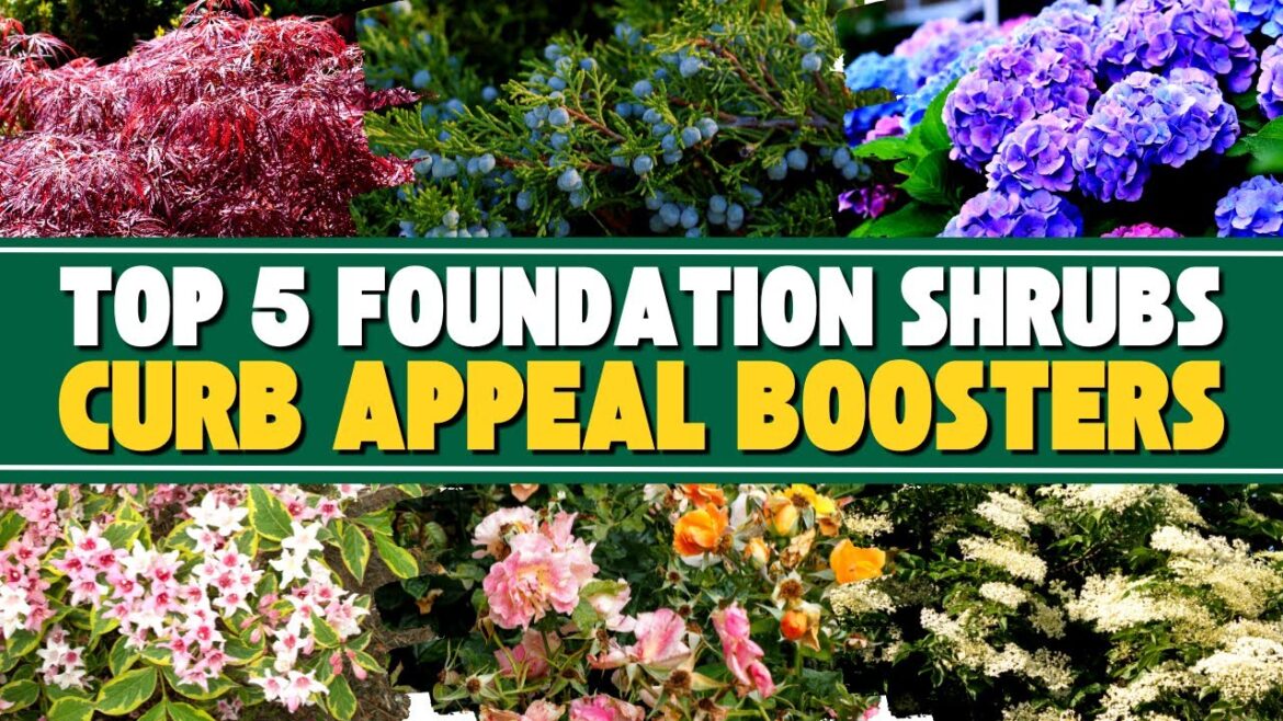 Curb Appeal Boosters: 5+ Shrubs to Elevate Your House Front 🏡🌟