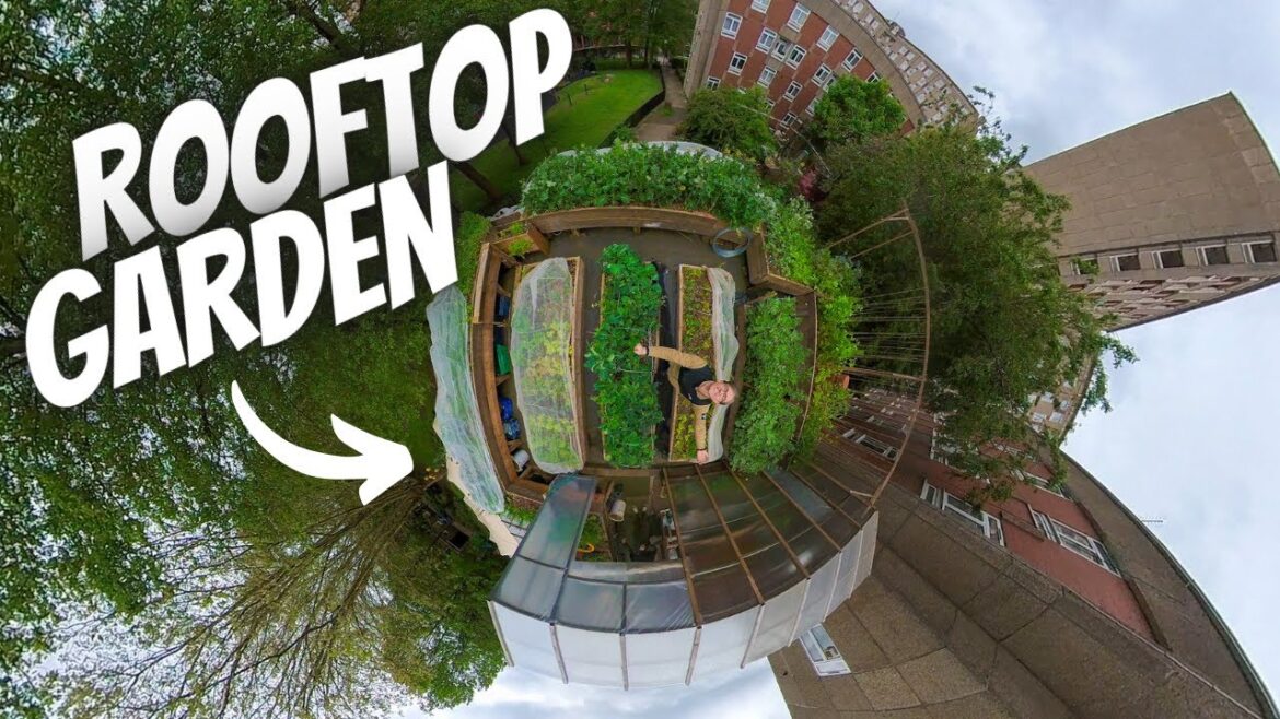 He GROWS 80 kg of Food per Week in his ROOFTOP Garden He GROWS 80 kg of Food per Week in his ROOFTOP Garden