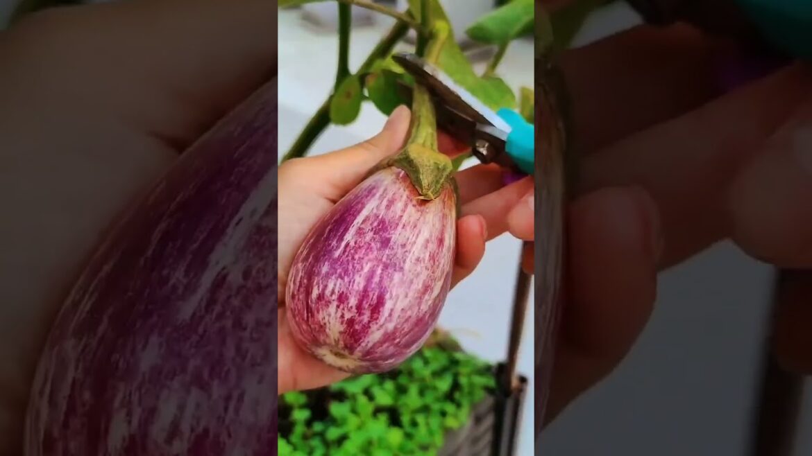 Growing garden vlog by meimei #short #vegetable