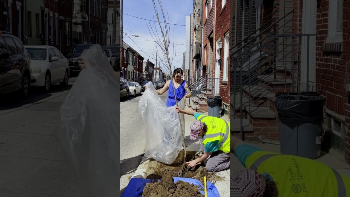 There were no trees on my Philadelphia block...