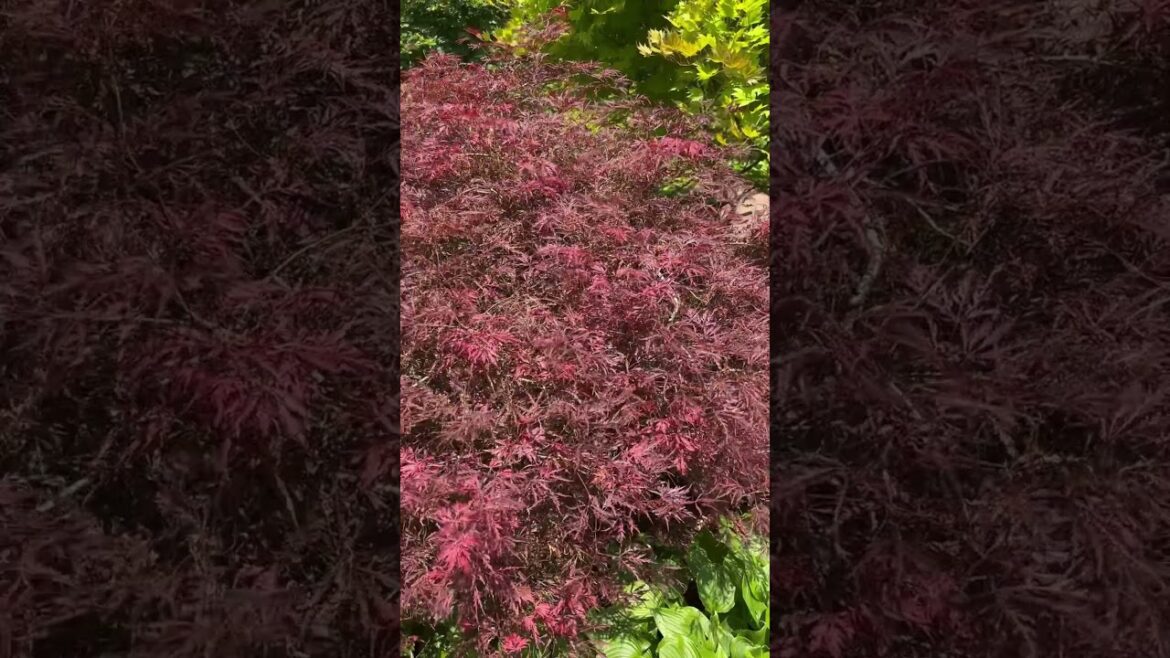 Japanese Maple Frost Recovery Update MrMaple.com #japanesemaple #gardening #mrmaple #shorts #tree