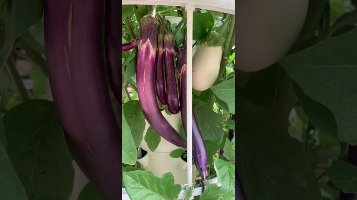 Discover the Multifarious Aeroponics Harvest! 🌱🌽🍅 | Over 160+ Crop Varieties on Our Garden 🌿