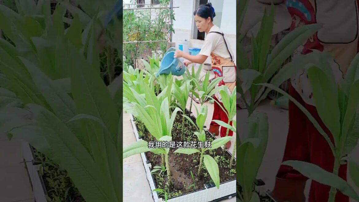 Growing garden vlog by meimei #short #vegetable Growing garden vlog by meimei #short #vegetable