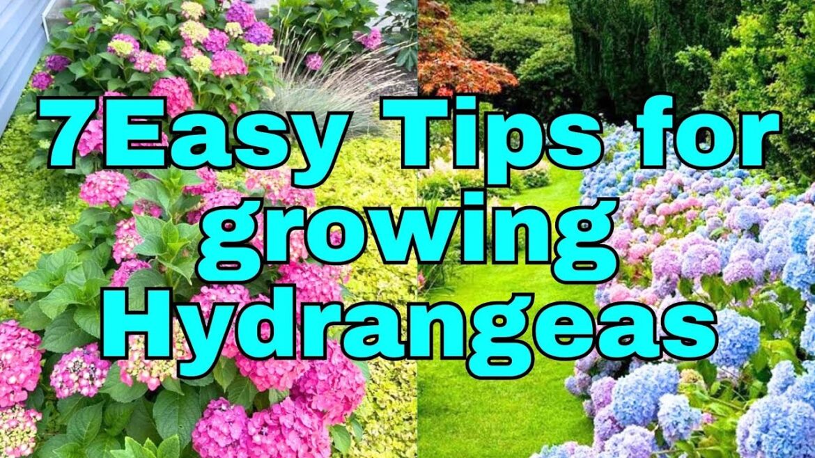 How To Grow & Care for Hydrangeas | Tips for Beginners How To Grow & Care for Hydrangeas | Tips for Beginners