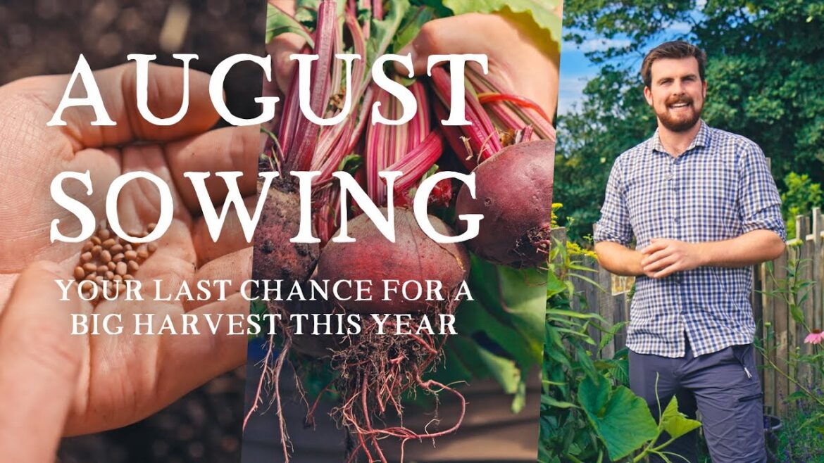 Huw Richards: 23 Crops You Need to Sow in August | Last Chance 23 Crops You Need to Sow in August | Last Chance