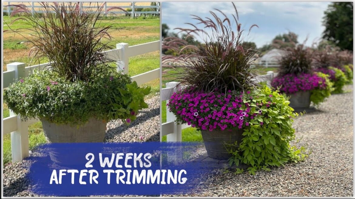 Garden Answer: Update on the Containers I Cut Back & Big Veggie Harvest! ๐ง
๐๐
// Garden Answer Update on the Containers I Cut Back & Big Veggie Harvest! ๐ง
๐๐
// Garden Answer