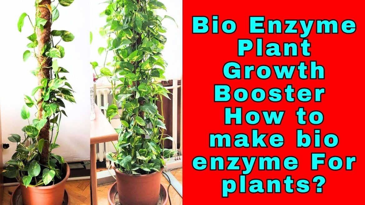 Bio Enzyme Plant Growth Booster | How to make bio enzyme For plants? Bio Enzyme Plant Growth Booster | How to make bio enzyme For plants?