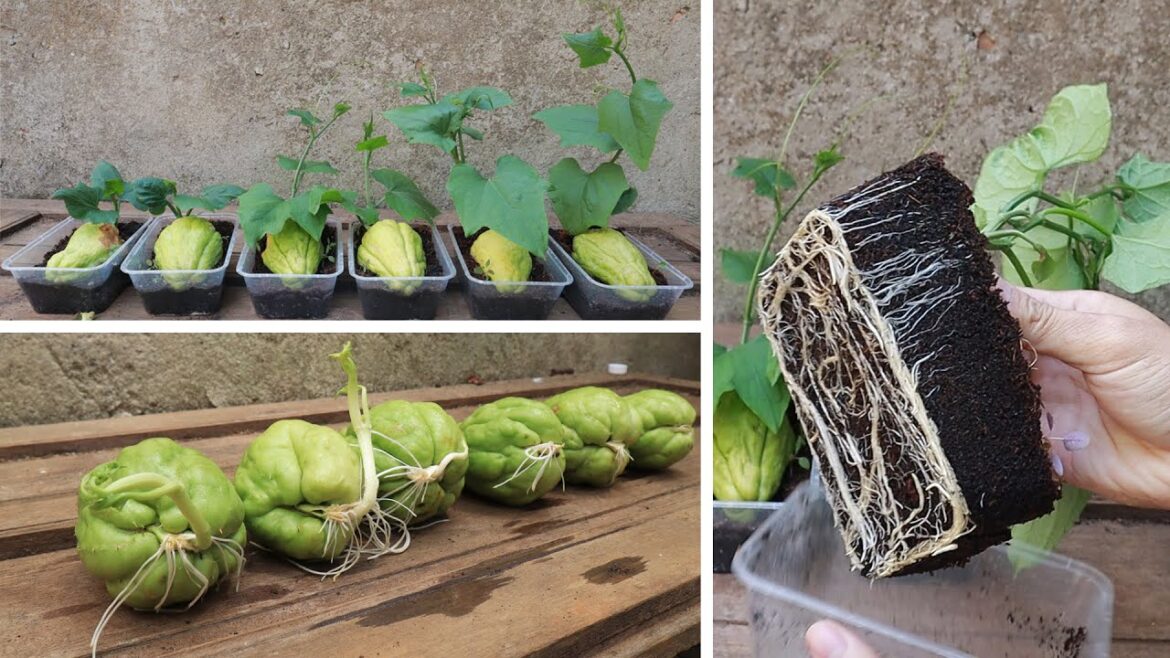 Tips for planting and propagating chayote early harvested from fruit bought at the supermarket
