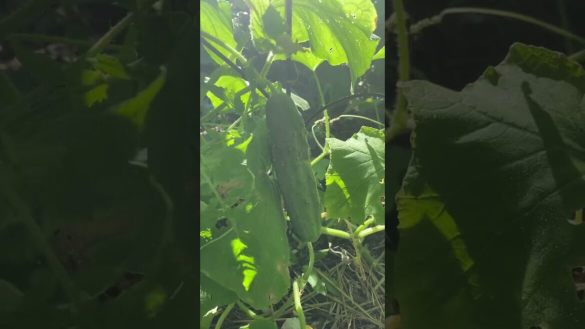 🥒🥒#Zone5 #gardening #Harvesting cucumbers #