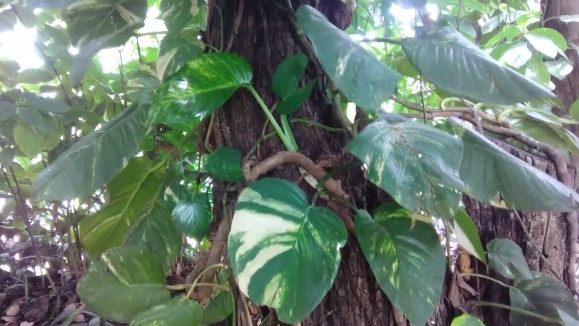 Shade Garden Walkway/Pathway || Botanical Gardens Shade Garden Walkway/Pathway || Botanical Gardens