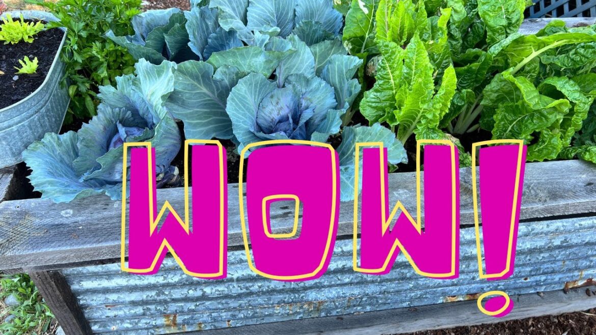 Over Due Garden Update