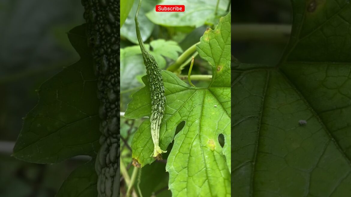 Watch vegetable gardening 👨‍🌾 #mygarden #nature #gardeningvideos #gardening #agriculture
