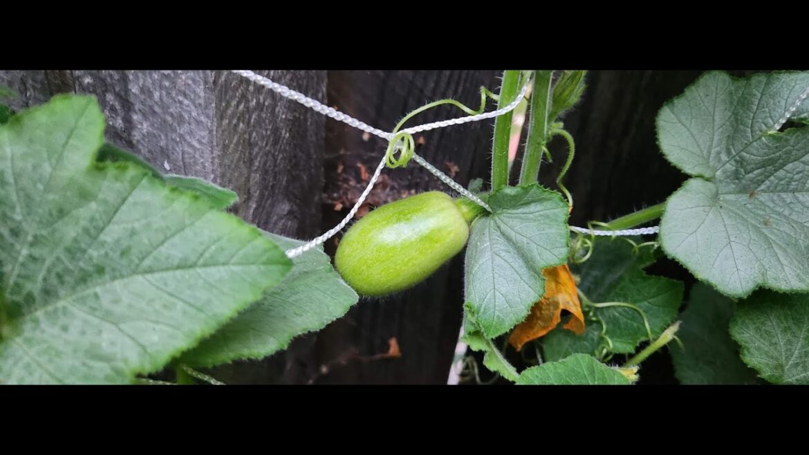 July Container Garden Tour - Small Space Gardening
