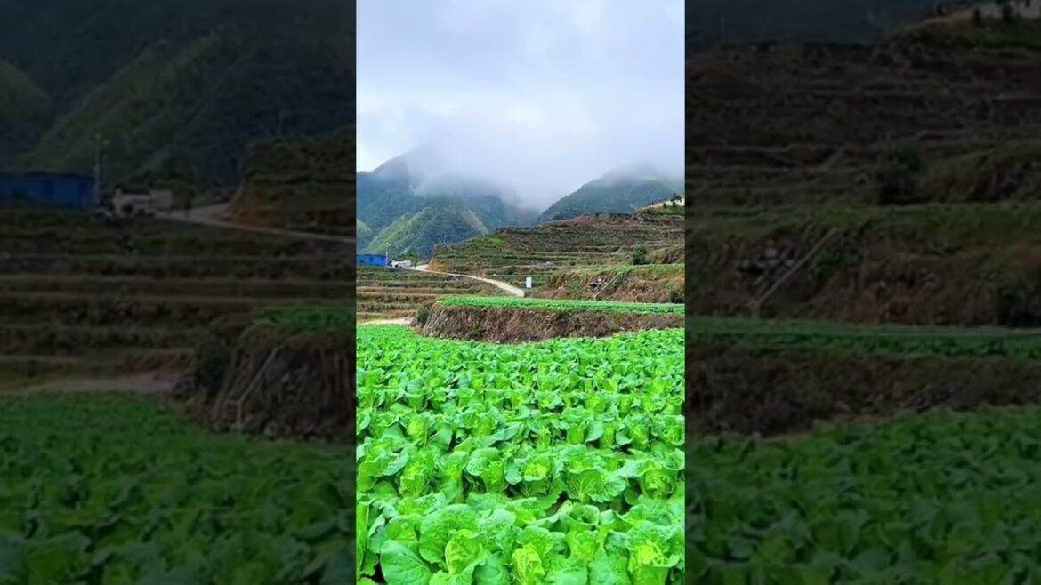 Enjoy Beautiful Nature With Rural Life # 38 Enjoy Beautiful Nature With Rural Life # 38