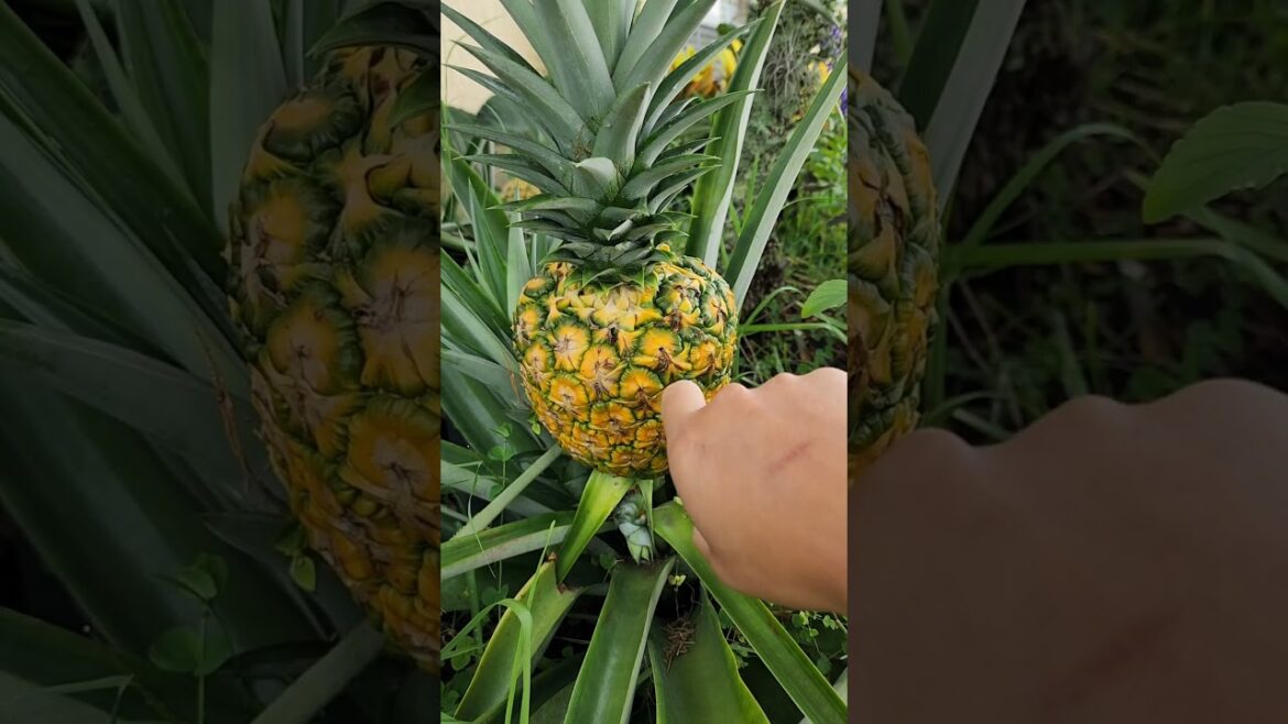 How To Protect Pineapples While They Ripen On The Plant #pineapple #gardeningtips #homegrown #plants How To Protect Pineapples While They Ripen On The Plant #pineapple #gardeningtips #homegrown #plants