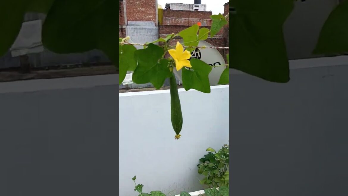 vegetables garden on terrace in containers #shorts #youtubeshorts #gardening #vegetablesplant #viral vegetables garden on terrace in containers #shorts #youtubeshorts #gardening #vegetablesplant #viral