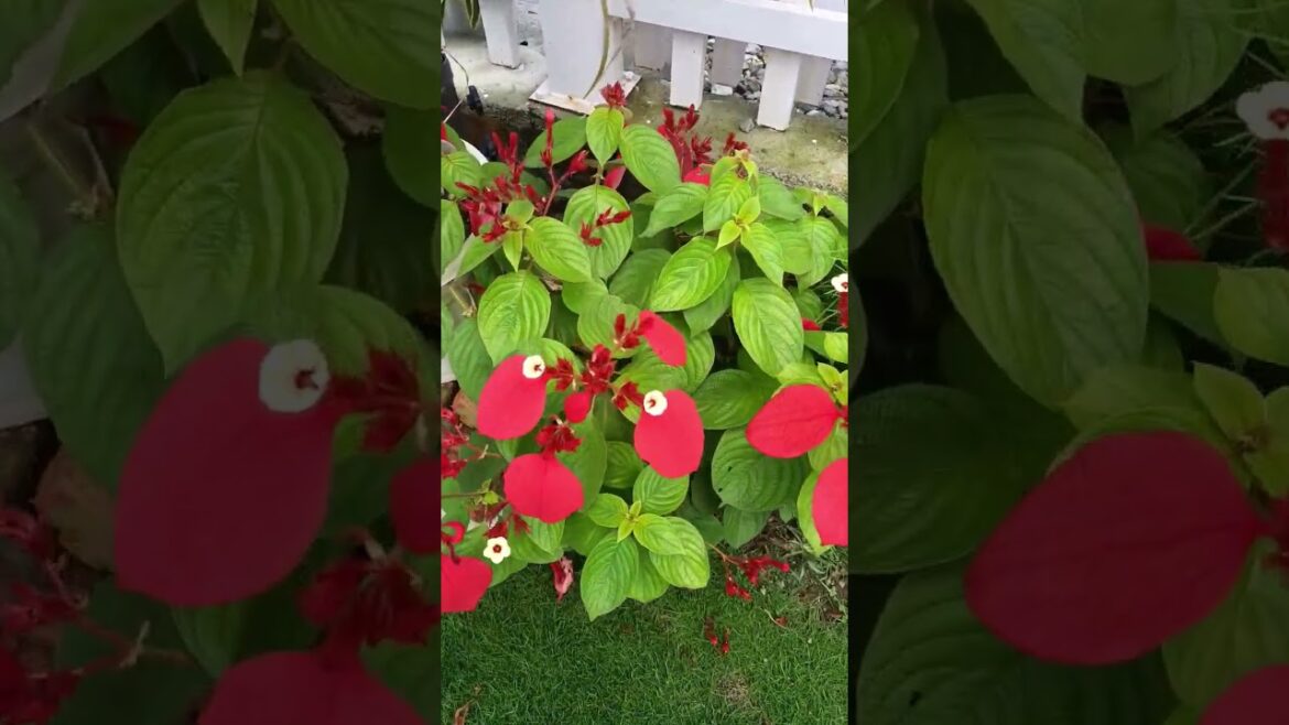 Plant Whisperer: How to Cultivate a Flourishing Garden #flawer #viral #beautiful #showplants #shorts Plant Whisperer: How to Cultivate a Flourishing Garden #flawer #viral #beautiful #showplants #shorts
