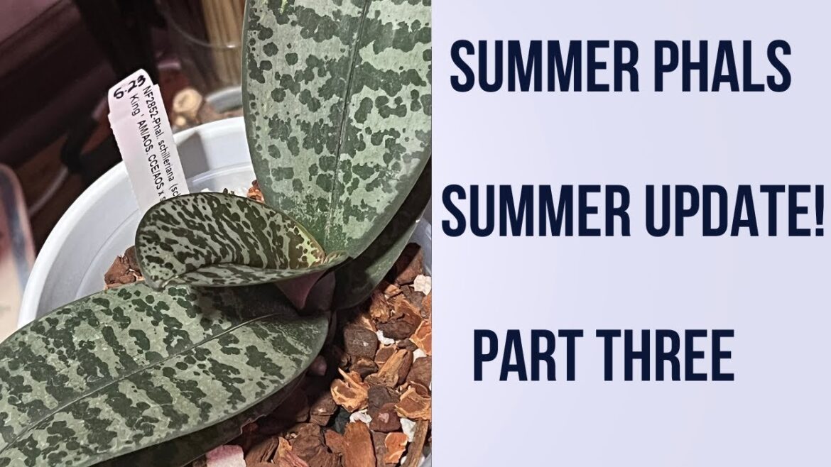 POLYCHILOS ORCHID UPDATE Polychilos (species and hybrids) update 2023