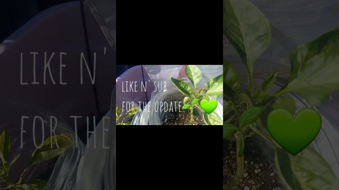 A Fort for Your Peppers lol! 😂🫑🌶🌱💚 #containergardening #garden #gardening #rv #rvliving #rvlife #how