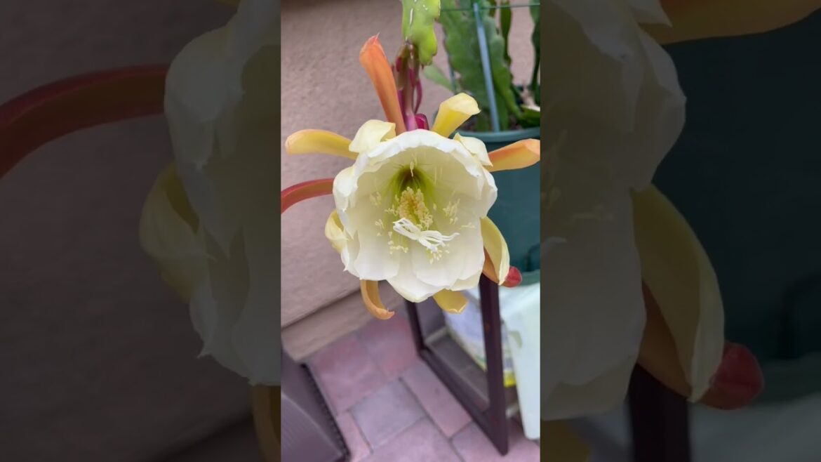 👩🏼‍❤️‍👩My dragon fruit flower and cousins #11 #shorts #kopiniaga #dragonfruitflower #pitaya #yt