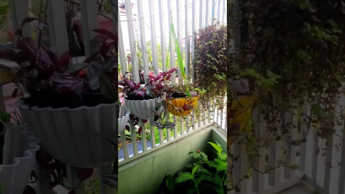 Balcony garden tour ❤️ 🔥 balcony garden ideas #jhumka #shorts indoor plant tour ☘️☘️ #plant #garden Balcony garden tour ❤️ 🔥 balcony garden ideas #jhumka #shorts indoor plant tour ☘️☘️ #plant #garden