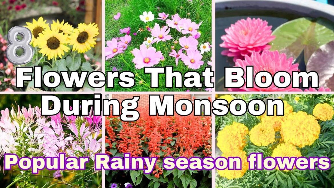 Flowers That Bloom During Monsoon | Popular Rainy season flowers Flowers That Bloom During Monsoon | Popular Rainy season flowers