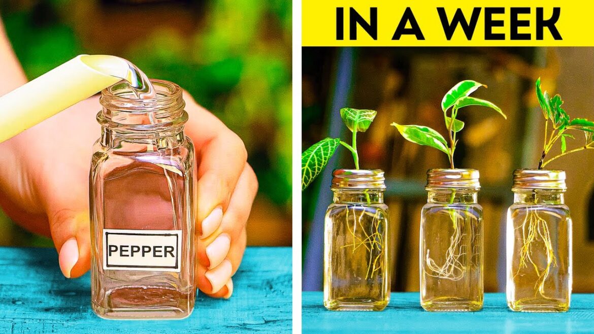 Growing and caring garden at home and backyard Growing and caring garden at home and backyard