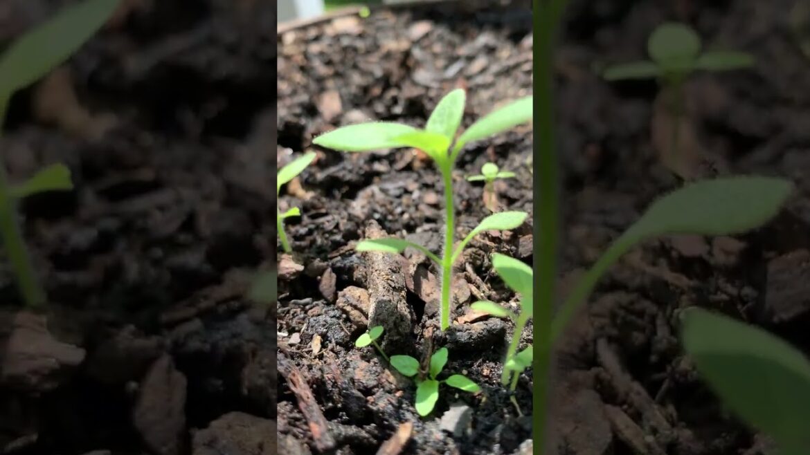 Snapdragons Growing in Container! #snapdragon #containergardening