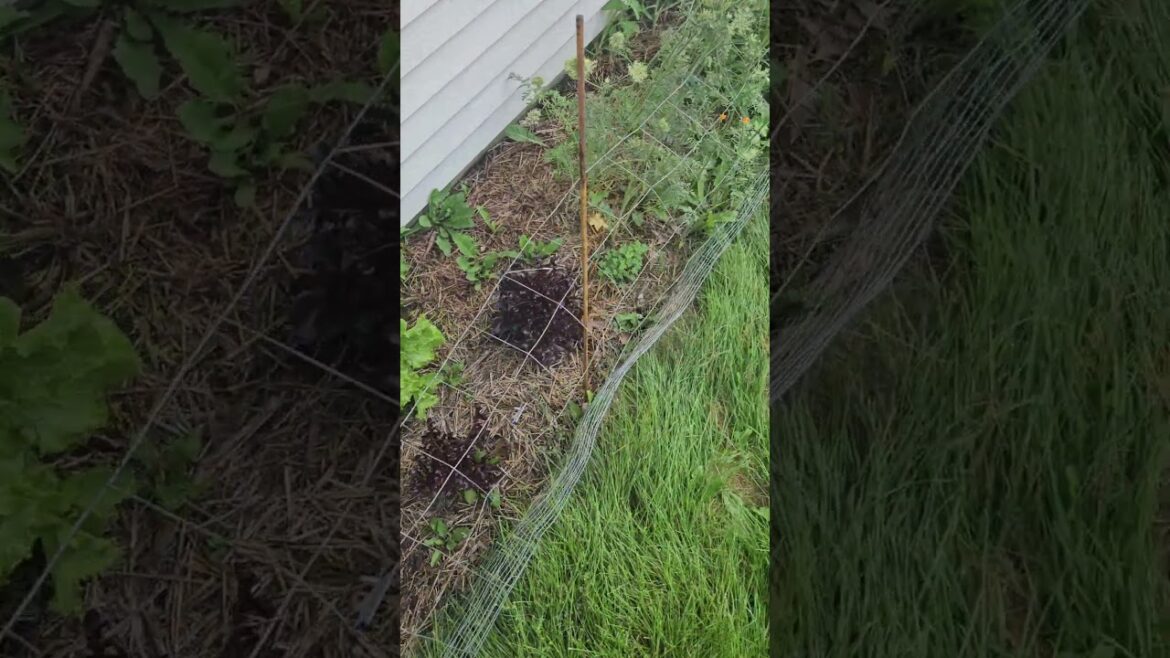 Mid-Summer Garden Update #garden