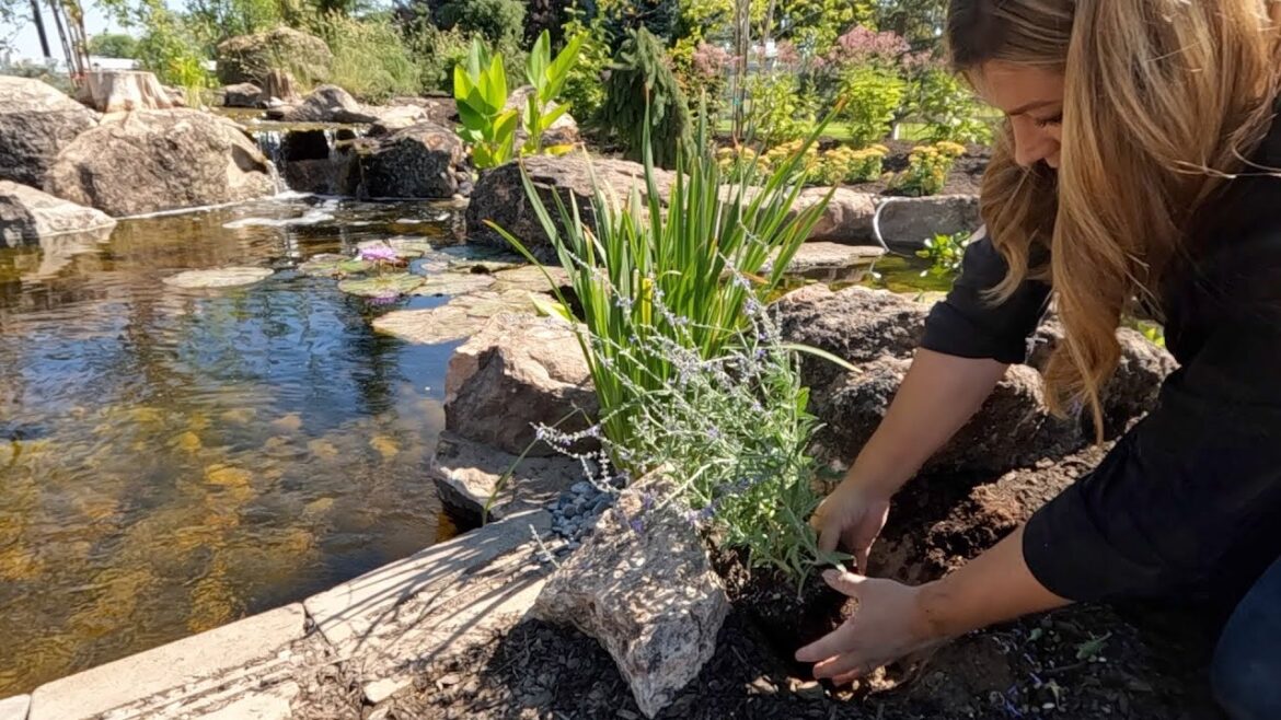 Garden Answer: Planting Around the Beautiful Pond! 🌲🌾🌿 // Garden Answer Planting Around the Beautiful Pond! 🌲🌾🌿 // Garden Answer