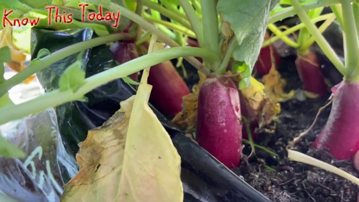 How to Grow Radish – Harvest in 5 weeks, Container Gardening – Grow Your Own Vegetables How to Grow Radish - Harvest in 5 weeks, Container Gardening - Grow Your Own Vegetables