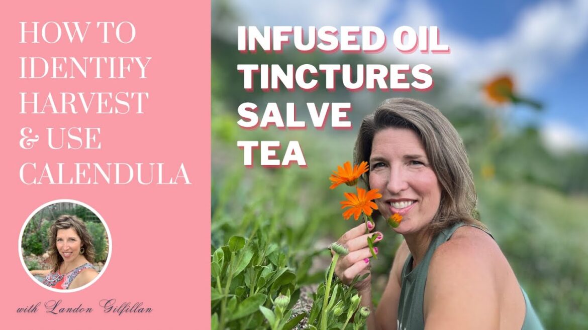 How to Identify, Harvest & Use CALENDULA (Calendula officinalis) | Medicinal Herb Garden Series How to Identify, Harvest & Use CALENDULA (Calendula officinalis) | Medicinal Herb Garden Series