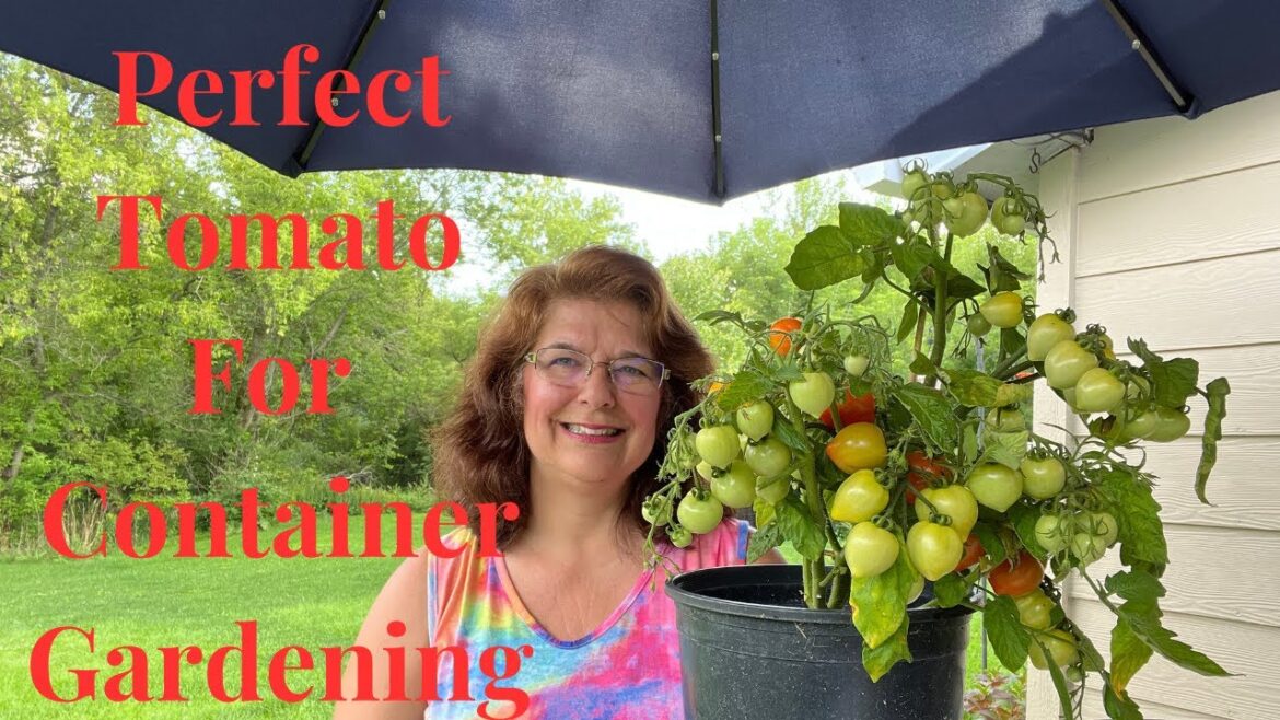 Unlock the Potential Growing Cocktail Tomatoes in Containers // Gardening at the Simongetti North