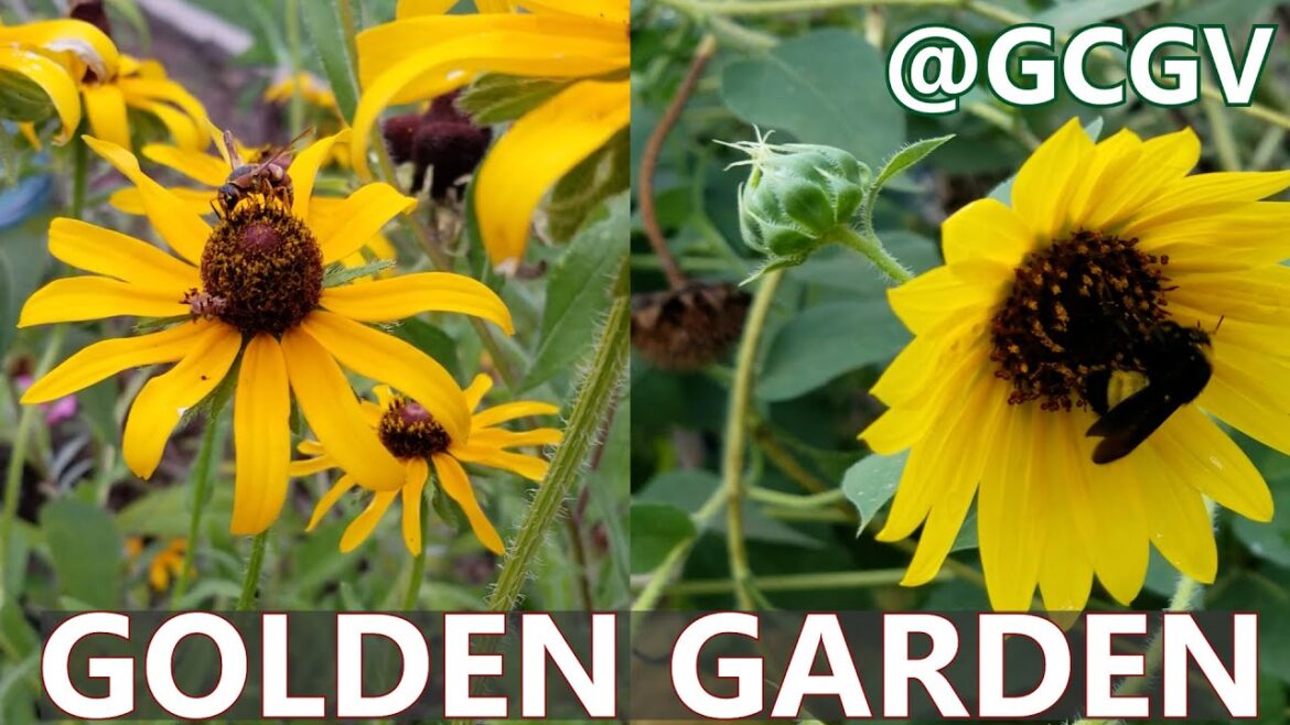 Garden of Golden Flowers. Rudbeckias and Sunflowers Garden of Golden Flowers. Rudbeckias and Sunflowers