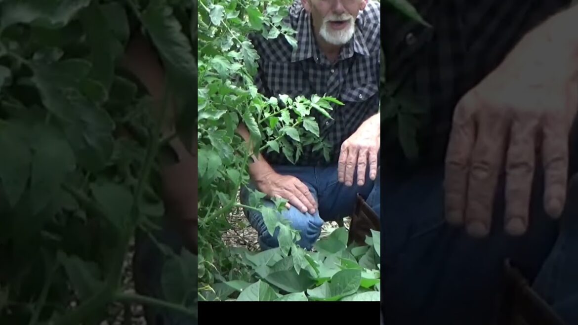 Sharing the garden #shorts #garden #mulch Sharing the garden #shorts #garden #mulch