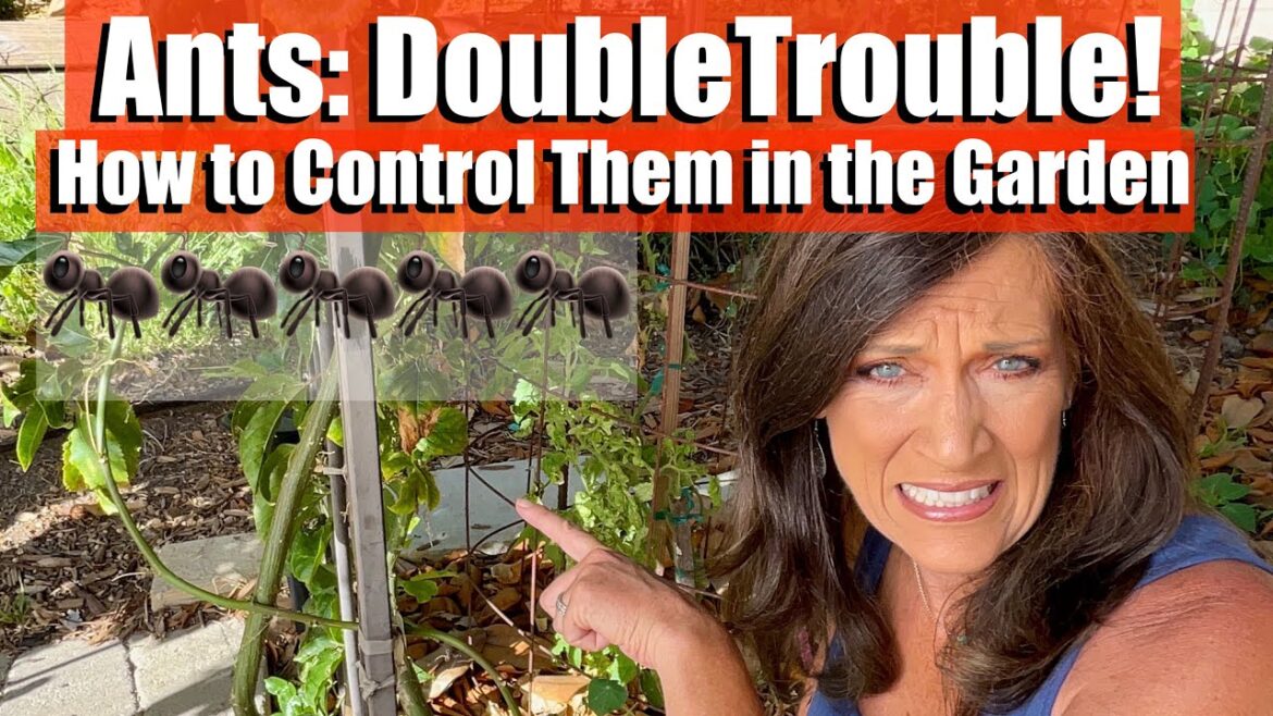 Ants: Double Trouble! How to Control Them in the Vegetable Garden