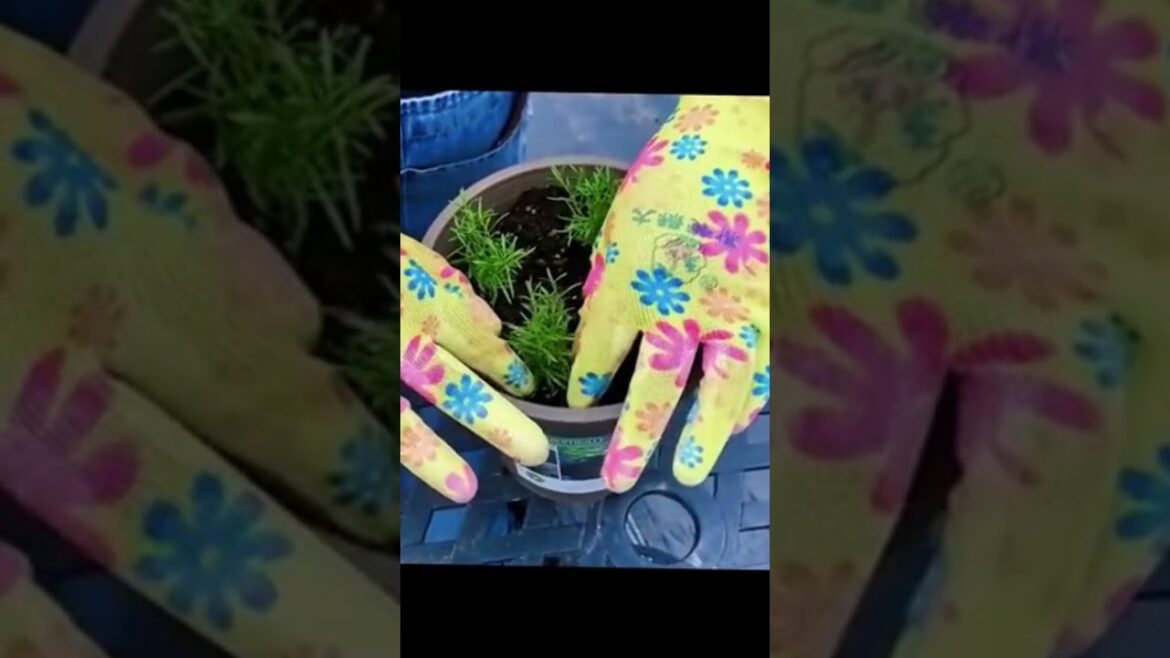 AWESOME FLOWERS TIPS YOU MIGHT NEED _ TIPS &HACKS #gardening #gardeningtips #tips #diy #gardentricks AWESOME FLOWERS TIPS YOU MIGHT NEED _ TIPS &HACKS #gardening #gardeningtips #tips #diy #gardentricks