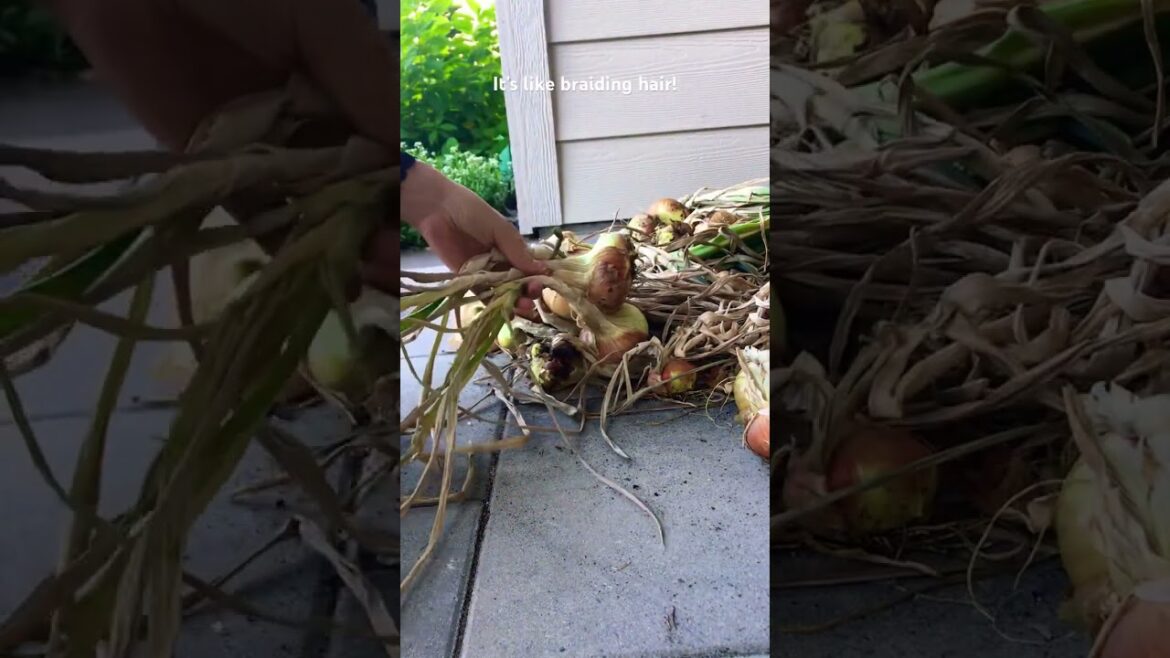 Braiding My harvested onions for storage!! #gardening #garden #growyourownfood #onions #relaxing Braiding My harvested onions for storage!! #gardening #garden #growyourownfood #onions #relaxing