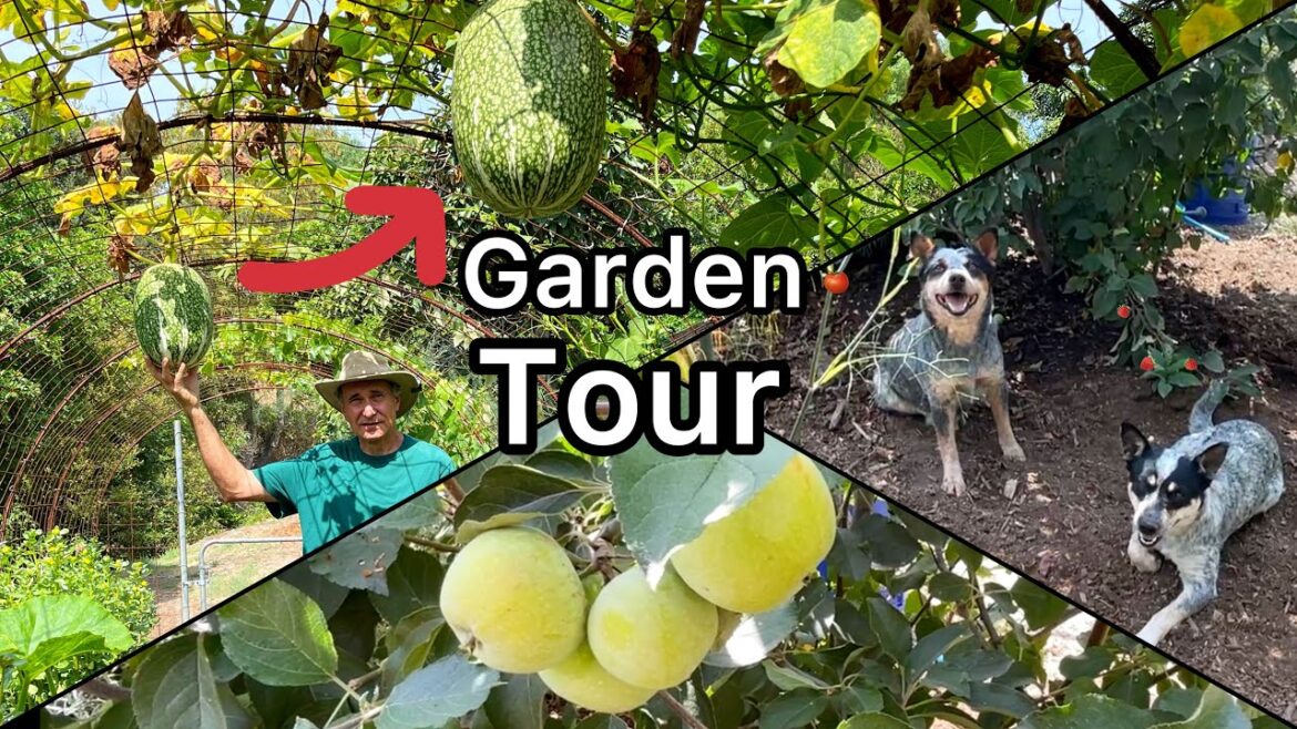 Full Garden Tour Growing Vegetables in the Heat, Gardening Permaculture Food Forest Tips