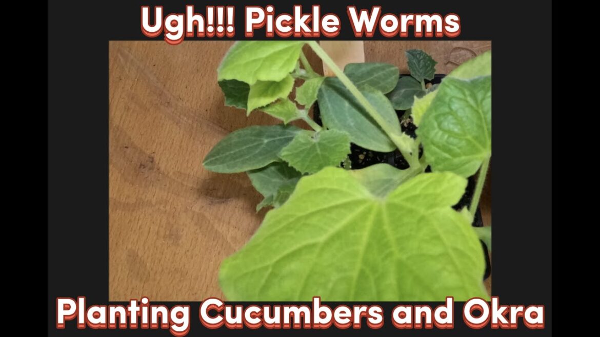 Ugh!!! Pickle Worms || Planting Cucumbers and Okra