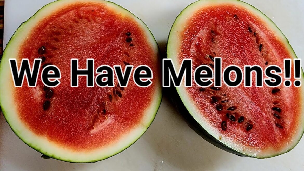 We Have Melons!#newvideo #containergardening #community #growbags @Juicingwithjay