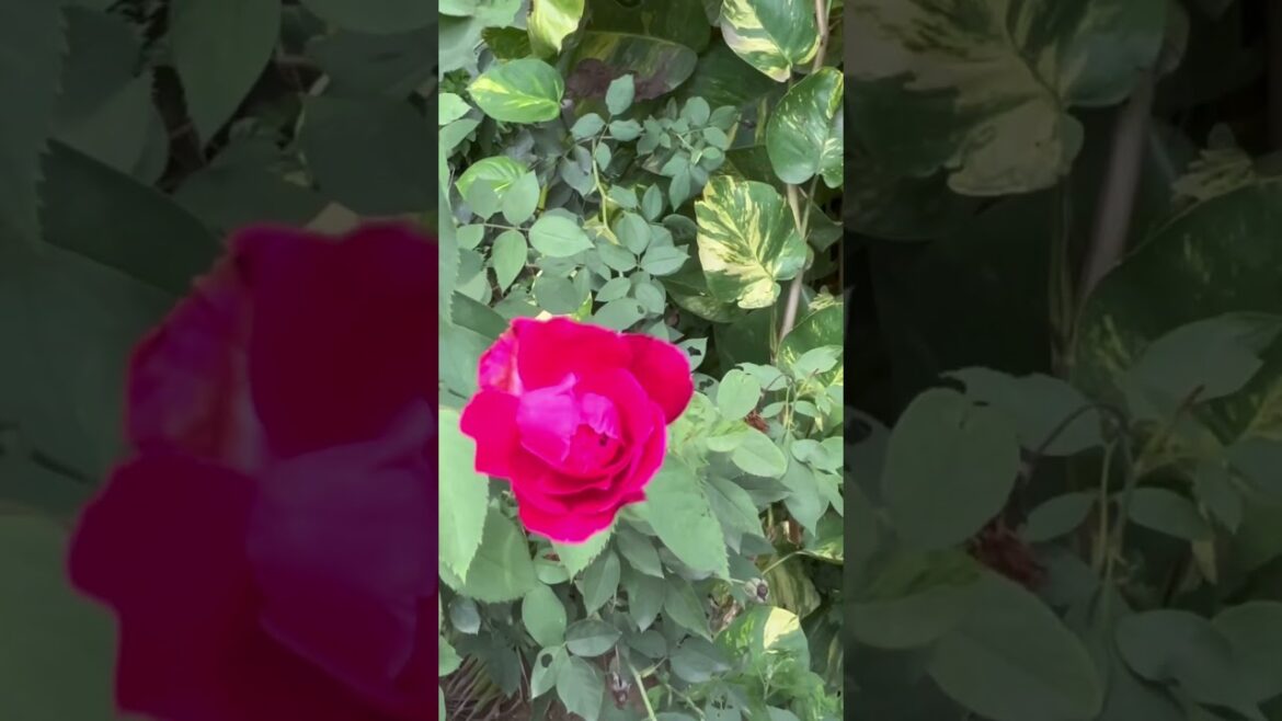 🔴lovely roses 🌹 #shorts #ytshorts #ytshorts  #rose #bigg boss ott 2 live