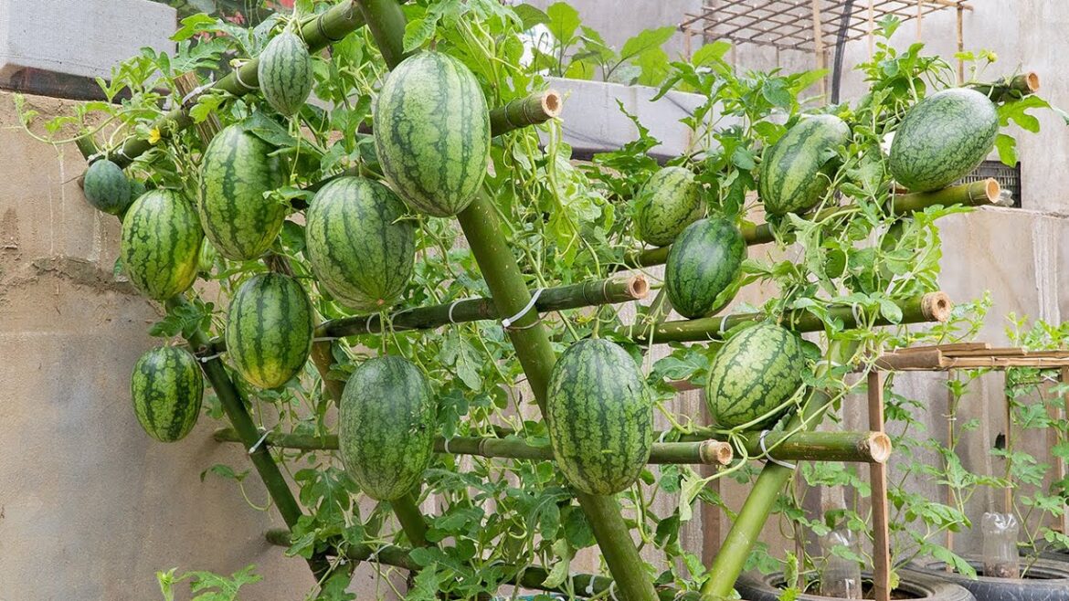 Growing Watermelon At Home, Easy method but extremely high yield