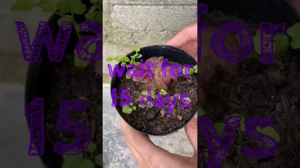 Rose plant growing tips | rose plant care #gardening #plants #ytshorts